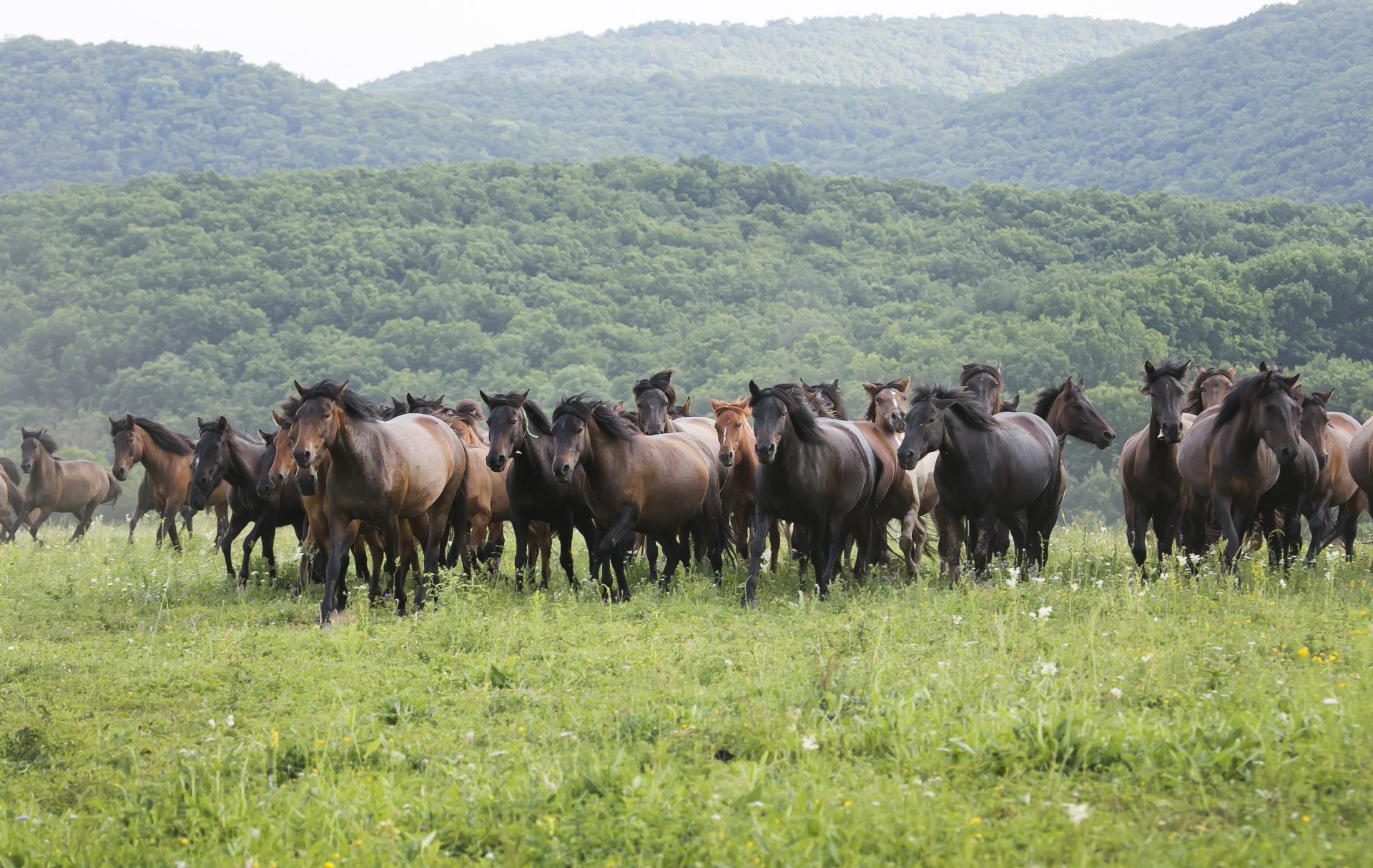 Increasing Hucul horse breeding  and green protection in the Aggtelek National Park
