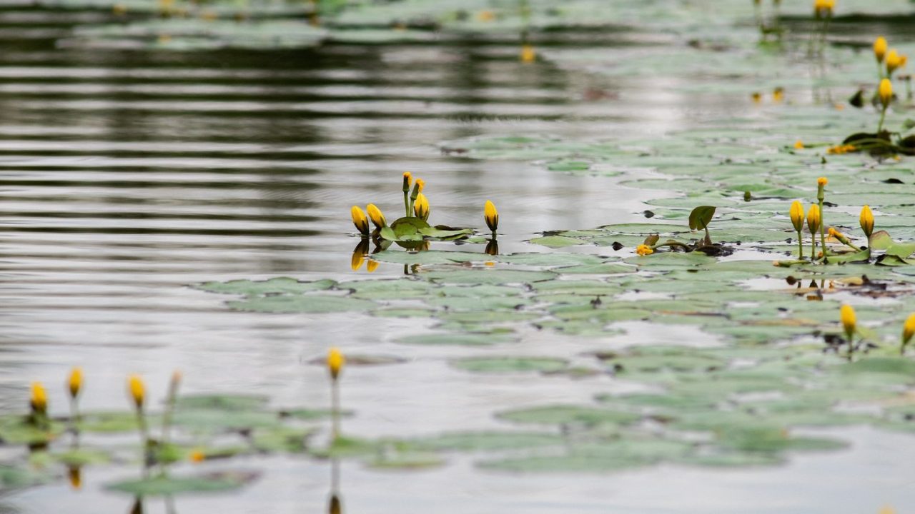 Complex habitat development in Zemplén