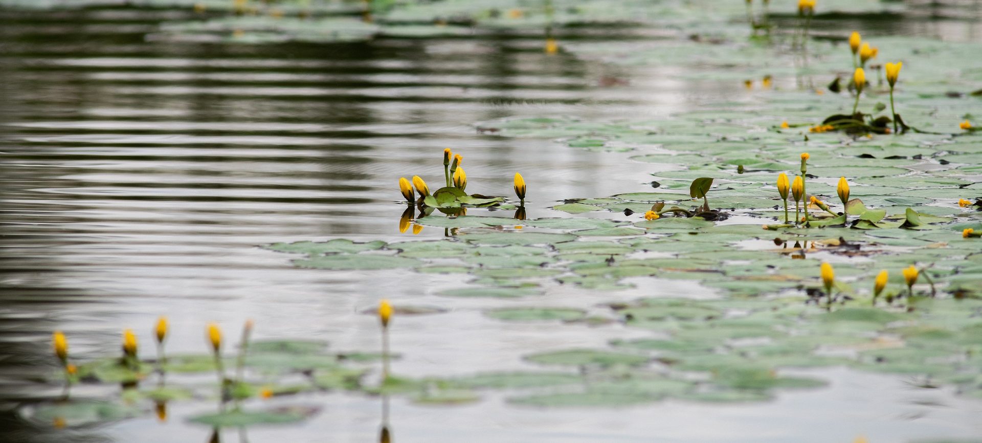 Complex habitat development in Zemplén