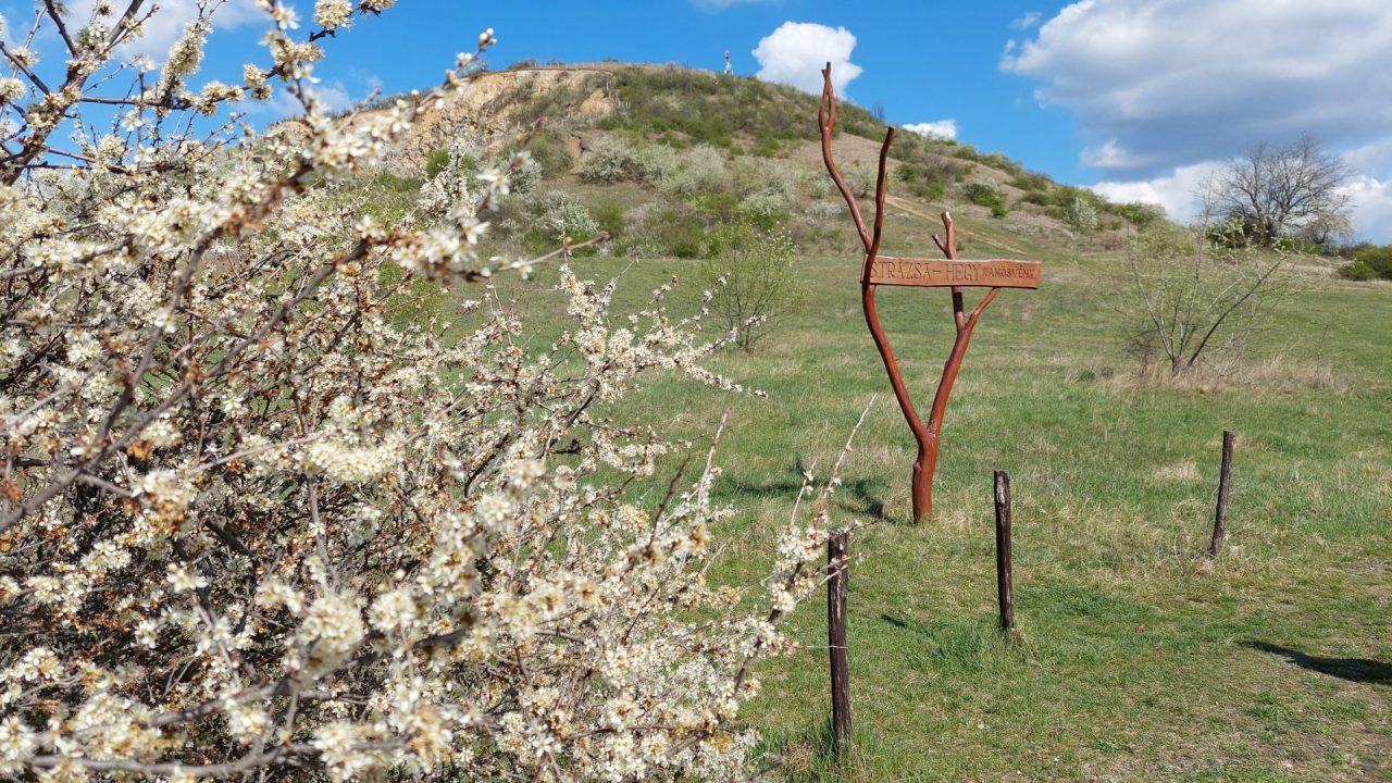 The cleaned-up Strázsa Hill is home to protected species